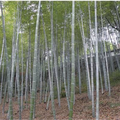 阔叶箬竹 花坛花镜租摆景区园林绿化观赏种植 地栽地被植物