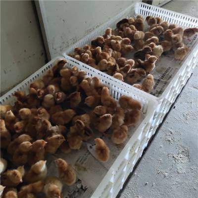 供应 380鸡苗 红玉脱温鸡苗 现货充足