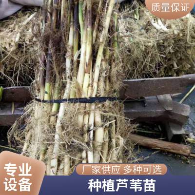 水生植物芦苇厂家 售卖范围全国 应用领域多水质修复 全国供应