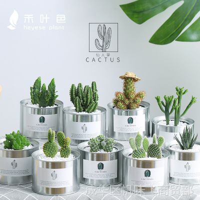 多肉ins仙人掌盆栽仙人球植物室内摆件桌面绿植仙人掌类植物盆栽价格 中国供应商