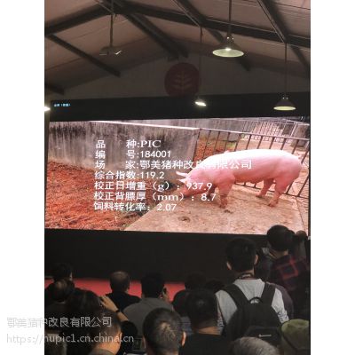 鄂美猪种改良有限公司在2018年湖北种猪拍卖会上继续荣登拍卖***