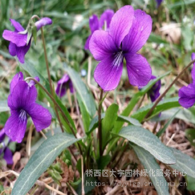 宿根花种_孔雀草花种_耐寒花种