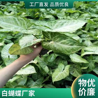 园林 苗木基地 高度15-30cm合果芋 白蝴蝶 庭院绿植绿化 货发全国