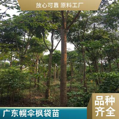 幌伞枫移植苗 多规格供应 基地自产自销 绿化工程苗木