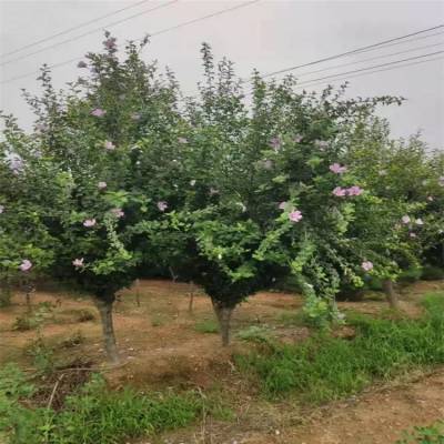 5公分牡丹木槿 6公分牡丹木槿 出售单价 种苗小苗栽培