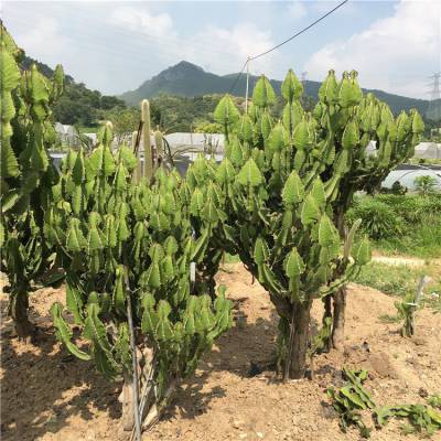 琉璃塔群生大戟科多肉植物热带沙生植物仙人柱庭院造景耐干 价格 厂家 中国供应商