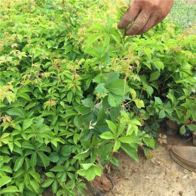 爬墙常用植物 五叶地锦小苗 耐阴耐贫瘠 兴东花卉