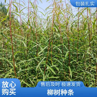 重金柳枝稷 水土保持绿化苗木 生物能源燃料 基地直发