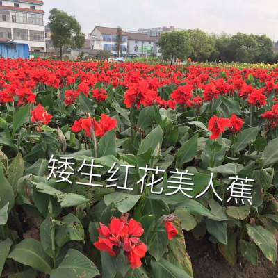 贵州盆栽美人蕉 毕节市盆栽水生美人蕉种植 公园河道观赏