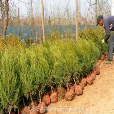 桧柏 宝塔型 耐寒抗旱 陵园墓地公路绿化荒山造林 四季常绿树种