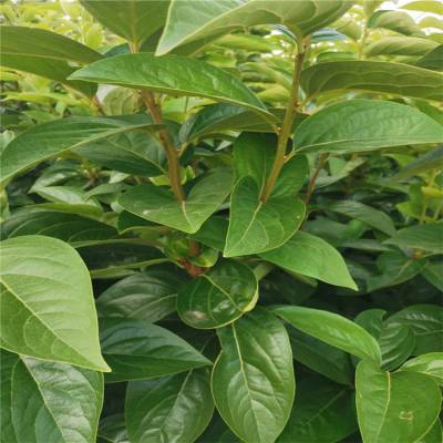 清香核桃苗品种***清香核桃苗施肥技术