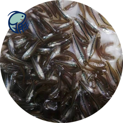 四腮鲈鱼养殖基地贵港花鲈求购活体黑鲈鱼苗