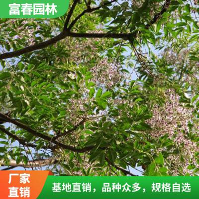 常年供应苦楝 苦楝苗 自产自销 基地种植 园林绿化工程苗木