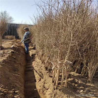 软籽石榴苗合适的种植时间 田骏园艺场提供2公分石榴苗 抗寒缓冲强