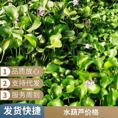 水葫芦培育基地 花海造景工程苗 可露天栽培 易管理