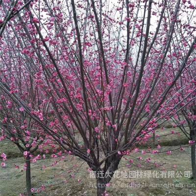 2021年江苏省地径7公分红梅树价格表多少钱一棵风景树 基地 图片