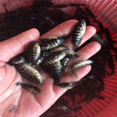 供应石斑鱼苗 淡水花斑鱼苗 高产易养殖溪水石斑