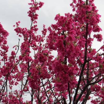 台湾钟樱花大红樱花观光园林樱花进口樱花樱花盆景苗