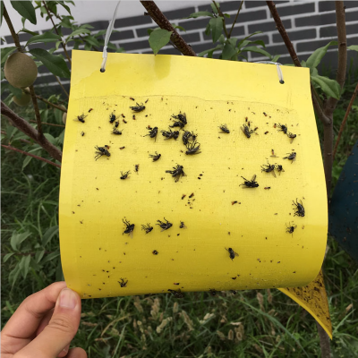 2025cm果实蝇诱虫板慕春源蓝黄一体诱虫板防水诱虫板市场价格