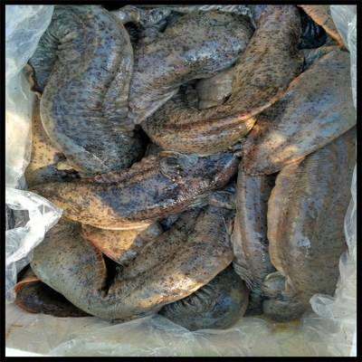 活蹦乱跳娃娃鱼多少钱一斤,娃娃鱼什么价