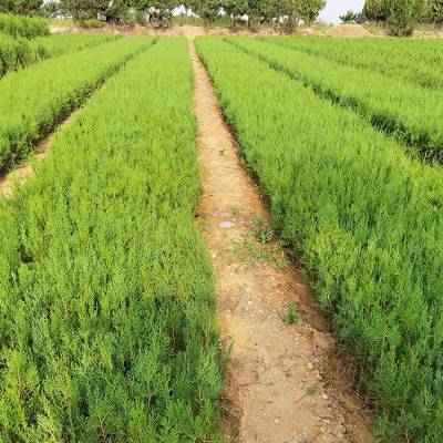 侧柏别名香柯树冠幅大耐贫瘠抵御风沙强固土护坡