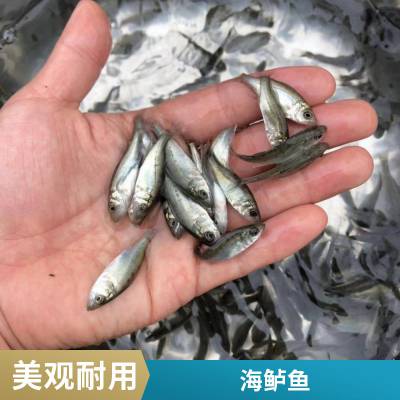 反季海鲈鱼苗 淡水七星鲈鱼苗 3-5公分 活体运输 水产种苗