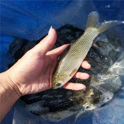 雅鱼苗南岸重口裂腹鱼江团鱼苗养殖基地