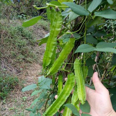 供应供应四棱豆 翼豆 四角豆 翅豆 杨桃豆 价格 厂家 中国供应商