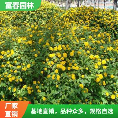 出售棣棠 绿化工程苗 庭院绿化篱笆 花坛花镜园林造景苗