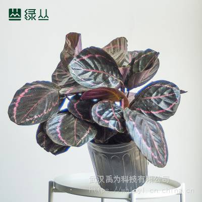 绿丛园林武汉办公室绿植盆栽植物上门养护净化空气公司绿化红美丽竹芋大盆塑料原盆