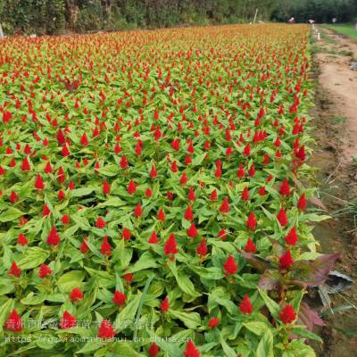 四季草花种植基地 绿化草花***格