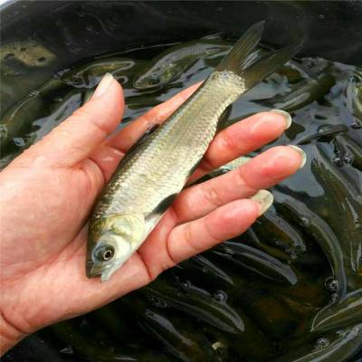 80華廣水產 黑草魚苗 螺螄青魚苗 黑皖魚苗 青竹皖魚苗 魚苗活體廣東