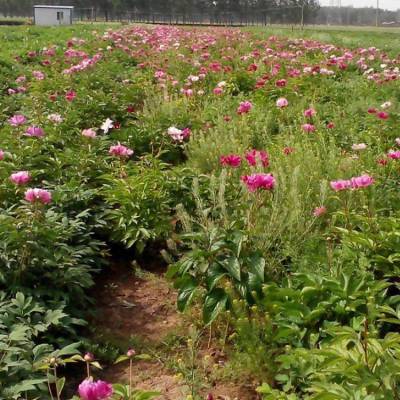 苗圃批发芍药花苗根块当年开花盆栽室内花卉植物四季开花