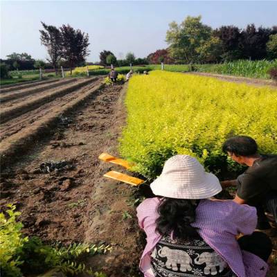 周至金叶女贞今日行情-金叶女贞每平方种几颗-***-欢迎采购