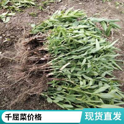 千屈菜供应 水体修复用 栽培地址广泛 喜温暖气候