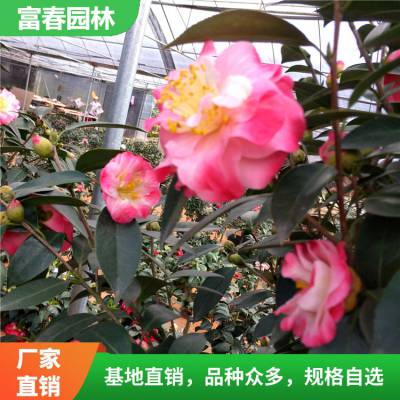 金奖章月 季 大花球状 盆栽花卉 花坛花镜造景观花绿化