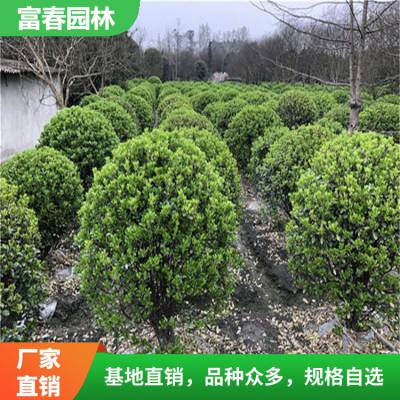 大量出售 万年青 园林庭院造景植物 道路绿化色块苗