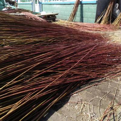 东北黑龙江省哈尔滨市木兰县大贵镇柳条灌木柳种植基地大量出售灌木柳 丛生密集 美化环境 可露天栽培 庭园美化