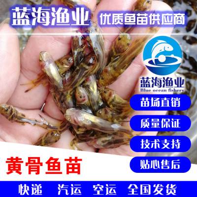 广东广州黄角丁鱼苗|黄颡鱼苗混合养殖技术