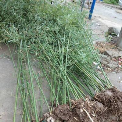 2公分早园竹带球发货 易成活 竹排防风风景墙公园栽种
