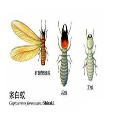 新干白蚁防治中心地址 灭白蚁专业人员 室内灭白蚁