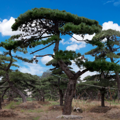 迎客松15米黑松2米3米造型景松4米5米景松6米泰山松