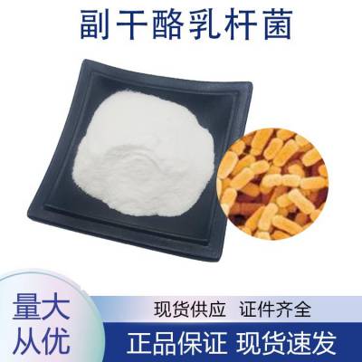 副干酪乳杆菌 100亿益生菌冻干粉 白色粉末状 原料