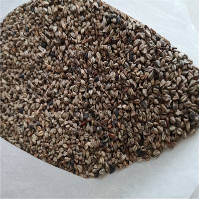 野生苦荞麦子批发价格荞麦子价格多少