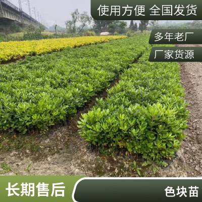 上海青浦绿化苗木大树修剪园林公司