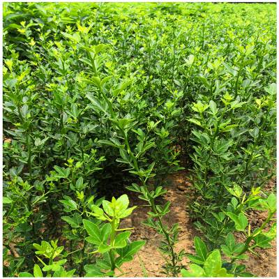 枸橘苗价格带刺绿篱嫁接用枸橘占木苗批发