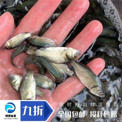 白鲫鱼苗 鲲腾水产 中科三号鲫鱼苗 常年供应