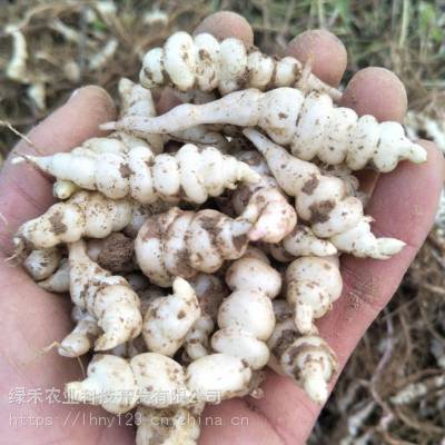 宝塔菜种子 优质特色地葫芦螺丝菜甘露子地牯牛草石蚕种子