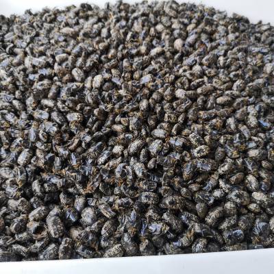 中药材金龟子功效作用 小青花金龟,东方金龟,大黑鳃金龟