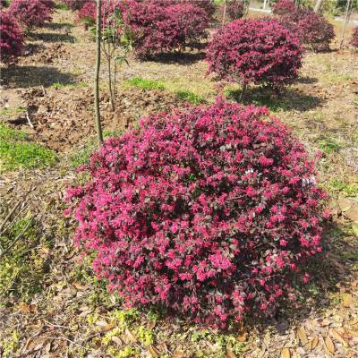 中国 算木花入　f2250224 适合种庭院里的木绣球，开花壮观，容易打理，不容错过- 知乎